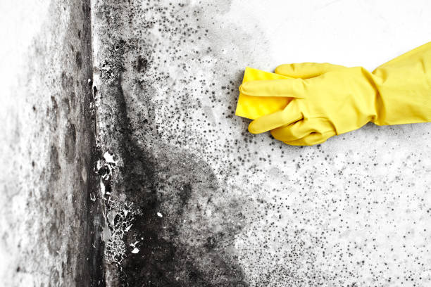 Best Real Estate Mold Inspection  in Pagosa Springs, CO